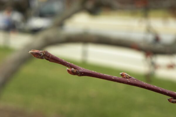 Malus × ′Indian Magic′ - Buds