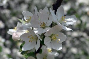 Malus × ′Johnnie Appleseed′ - Flower
