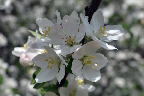 Malus × ′Johnnie Appleseed′ - Flower