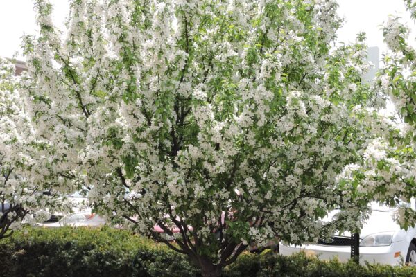 Malus × ′Lanzam′ [sold as Lancelot™] - Flowering Habit