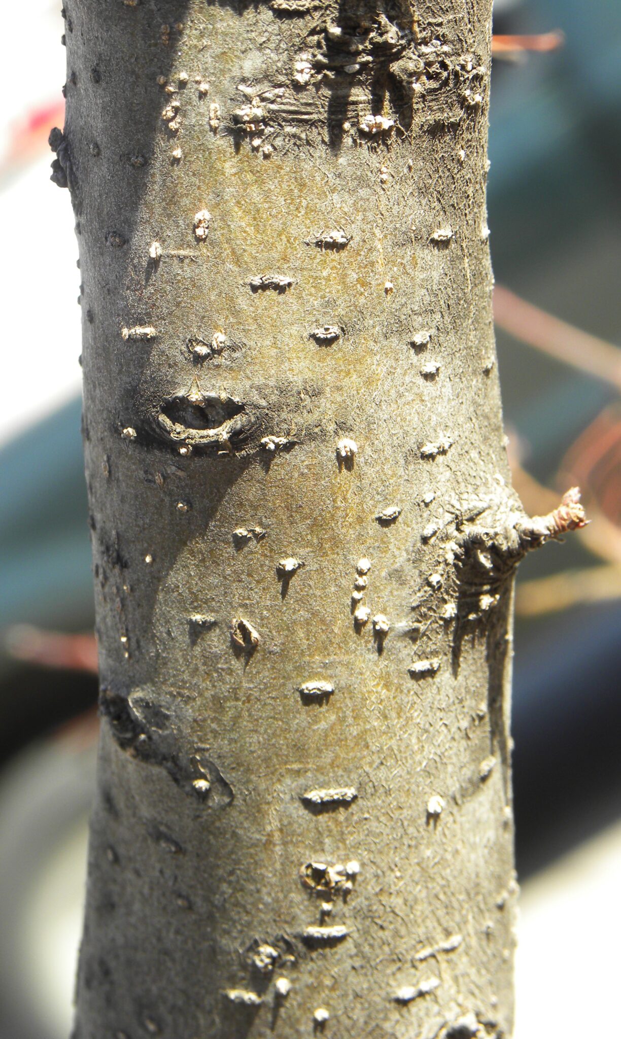 Malus × 'Lanzam' [sold as Lancelot™] (Lancelot Flowering Crabapple