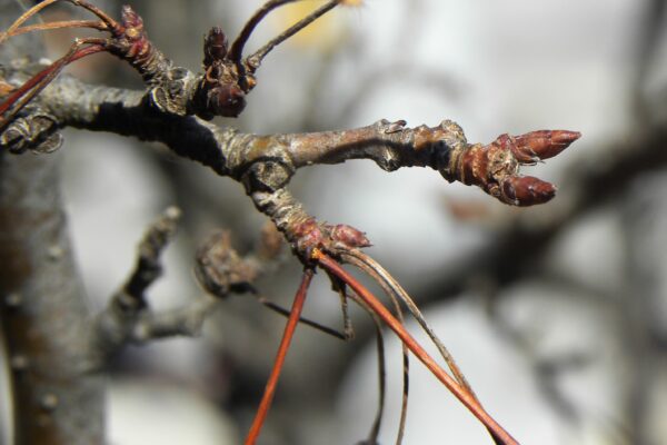 Malus × ′Lanzam′ [sold as Lancelot™] - Buds & Remnant Fruit