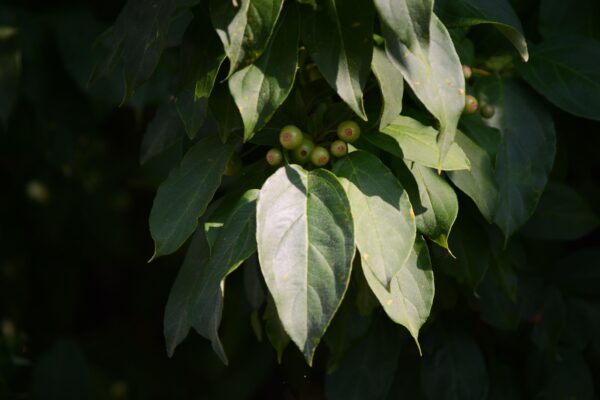 Malus × ′Lanzam′ [sold as Lancelot™] - Foliage and Unripe Fruit