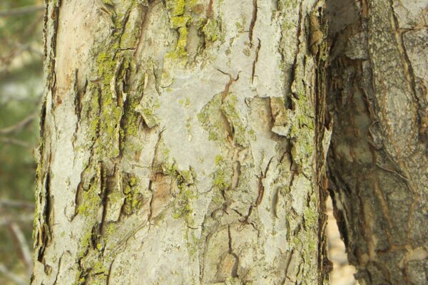 Malus × ′Liset′ - Bark