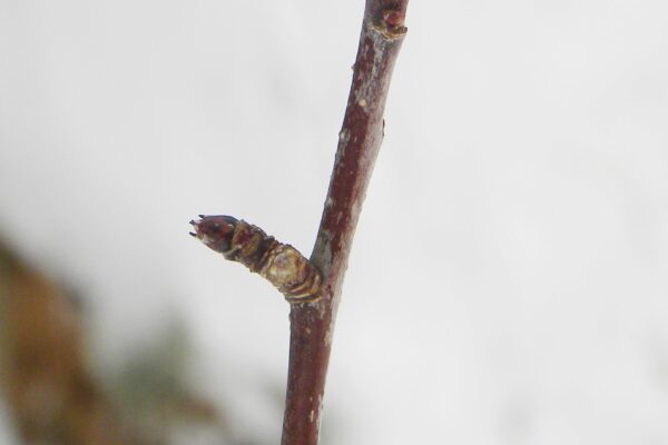 Malus × ′Liset′ - Buds