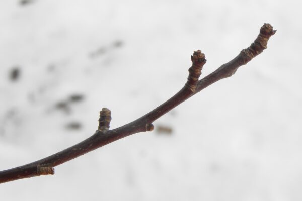 Malus × ′Liset′ - Buds