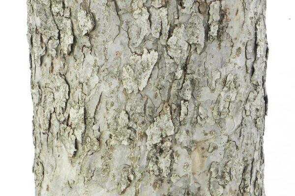 Malus × ′Liset′ - Bark