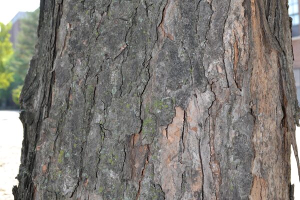 Acer saccharinum - Bark