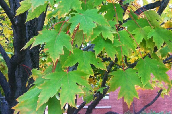 Acer saccharinum - Early Fall Foliage