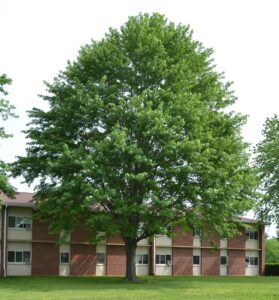 Acer saccharinum - Overall Habit