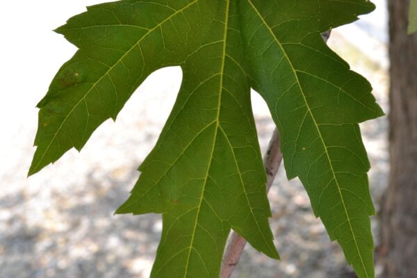 Acer saccharinum - Leaf