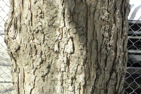 Acer saccharinum - Bark