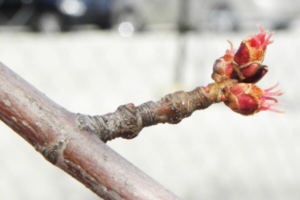 Acer saccharinum - Buds