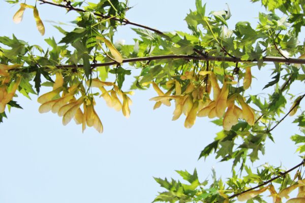 Acer saccharinum - Samaras