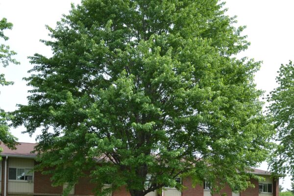 Acer saccharinum - Overall Habit