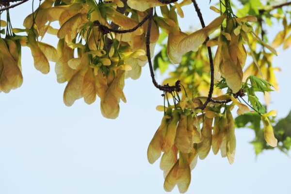 Acer saccharinum - Samaras