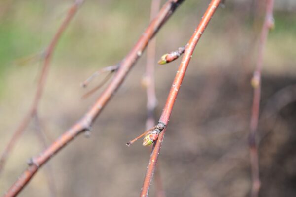 Malus × ′Louisa′ - Buds