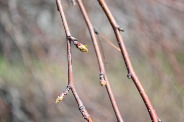 Malus × ′Louisa′ - Stem and Buds