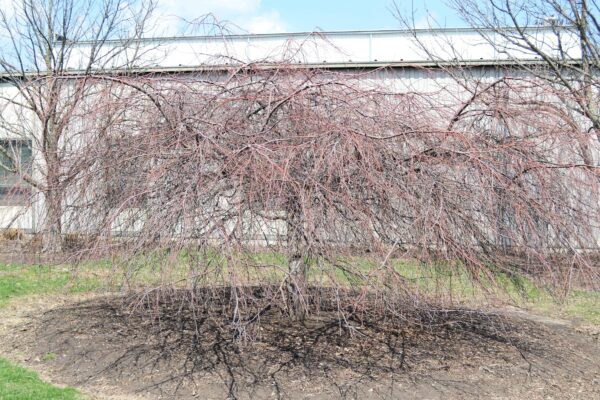 Malus × ′Louisa′ - Winter Habit