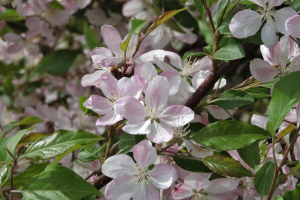 Malus × ′Louisa′ - Flowers
