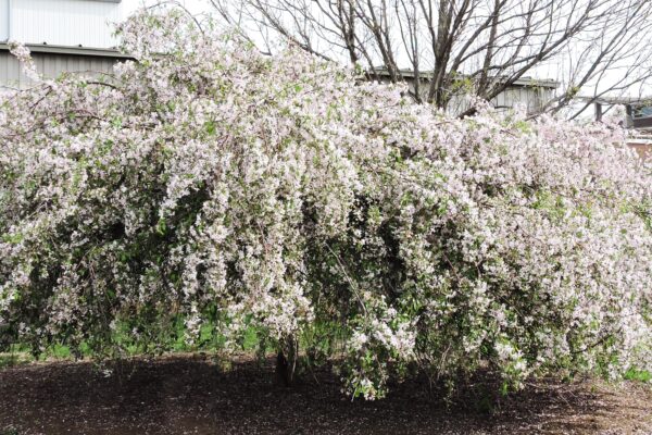 Malus × ′Louisa′ - Flowering Habit