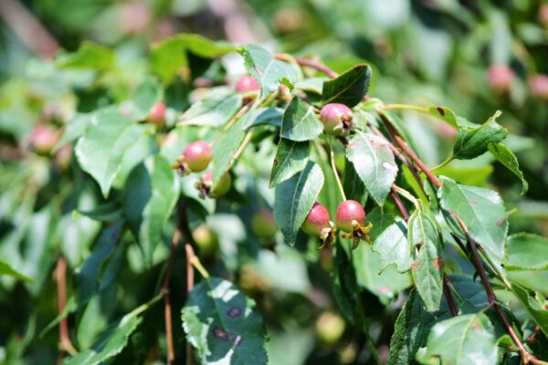 Malus × ′Louisa′ - Fruit and Foliage