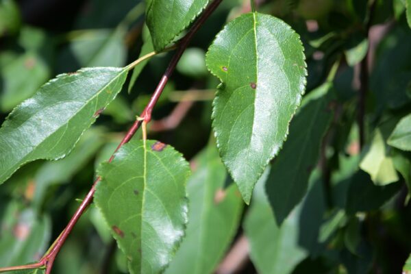 Malus × ′Louisa′ - Leaves