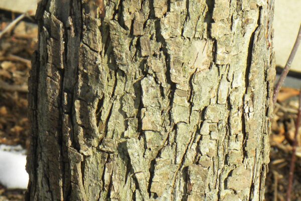 Malus × ′Mary Potter′ - Bark