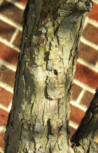Malus × ′Mary Potter′ - Bark