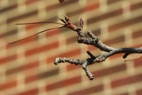 Malus × ′Mary Potter′ - Buds