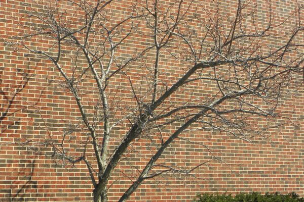 Malus × ′Mary Potter′ - Winter Habit
