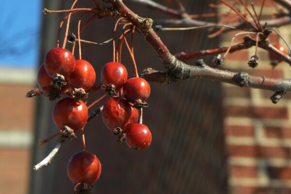 Malus × ′Mary Potter′ - Old Fruit