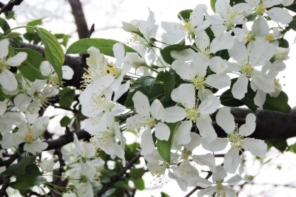 Malus × ′Mary Potter′ - Flowers