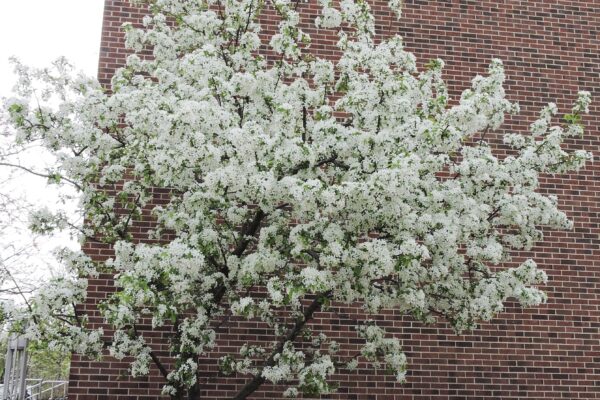Malus × ′Mary Potter′ - Flowering Habit