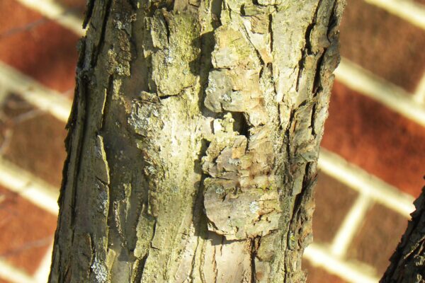 Malus × ′Mary Potter′ - Bark