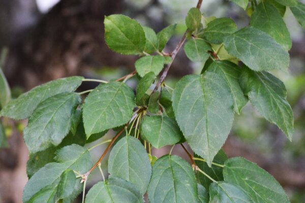 Malus × ′Mary Potter′ - Foliage