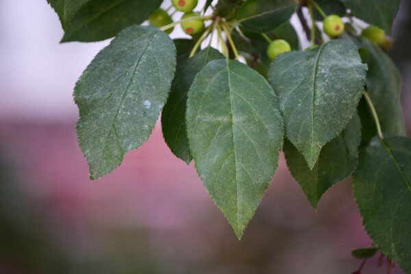 Malus × ′Mary Potter′ - Leaves