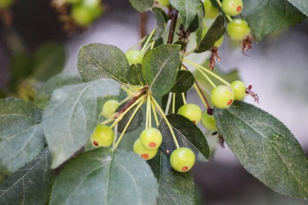 Malus × ′Mary Potter′ - Unripe Fruit and Foliage