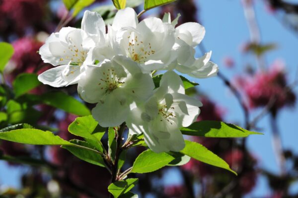 Malus × ′Mazam′ [sold as Madonna®] - Flowers