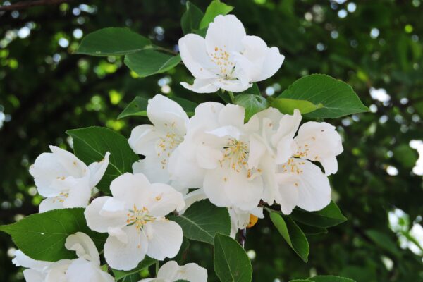Malus × ′Mazam′ [sold as Madonna®] - Flowers