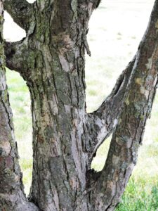 Malus × ′Mazam′ [sold as Madonna®] - Bark