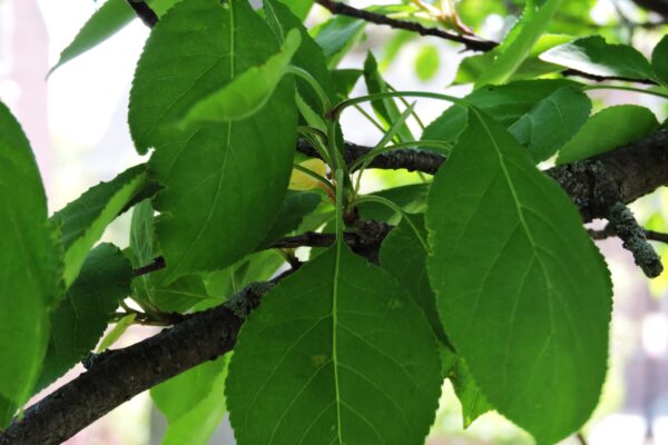 Malus × ′Mazam′ [sold as Madonna®] - Foliage
