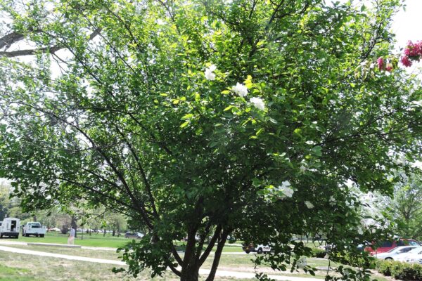 Malus × ′Mazam′ [sold as Madonna®] - Flowering Habit