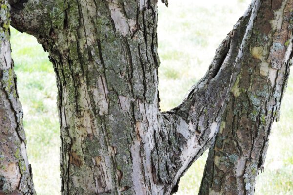 Malus × ′Mazam′ [sold as Madonna®] - Bark