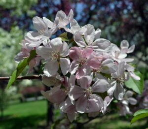 Malus × ′Pink Beauty′ - Flowers