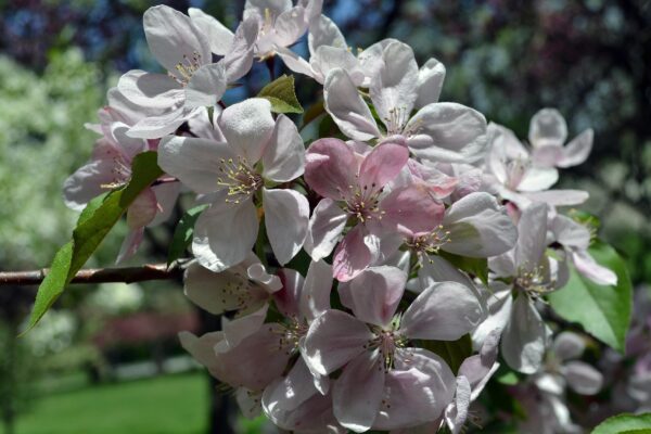 Malus × ′Pink Beauty′ - Flowers