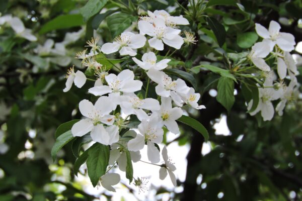 Malus × ′Professor Sprenger′ - Flowers