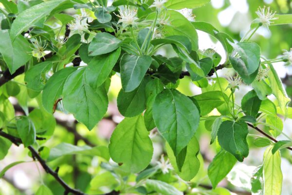 Malus × ′Professor Sprenger′ - Foliage