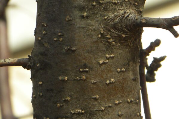 Malus × ′Purple Prince′ - Bark