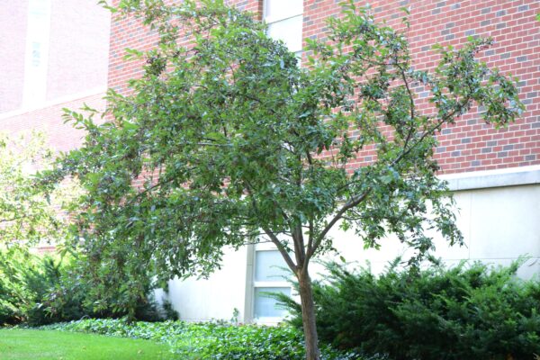 Malus × ′Purple Prince′ - Summer Habit